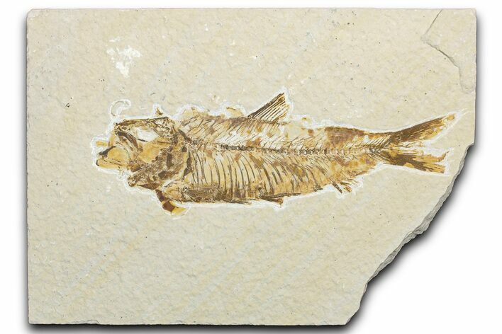 Detailed Fossil Fish (Knightia) - Wyoming #346040